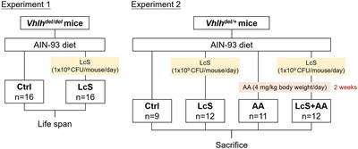 Renal protective and immunoregulatory effects of Lactobacillus casei strain Shirota in nephropathy-prone mice